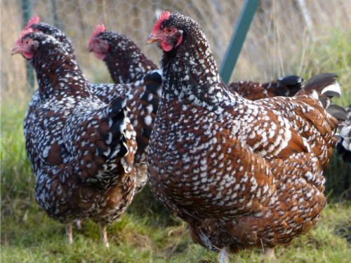 Groupe de poules sussex porcelaine rouge (ex 'tricolore')