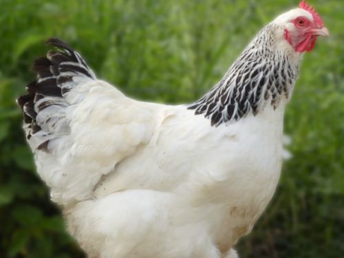 Poule Sussex blanc herminé noir