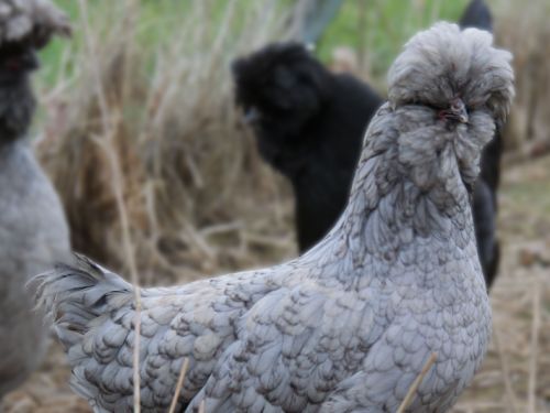 Poule Crèvecœur bleue