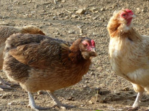 Poules araucana