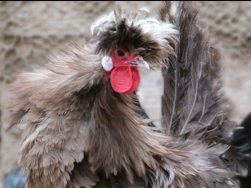 Coq Hollandais nain chocolat à huppe blanche frisé