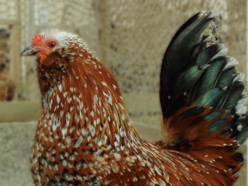 Coq Barbue d'anvers porcelaine rouge (ex mille-fleur)