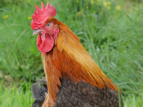 Coq marans bleu-cuivré