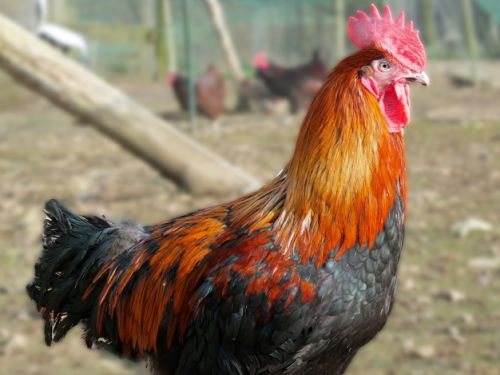 Coq marans noir-cuivré