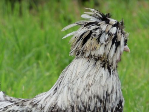 Coq padoue argenté liseré noir lisse