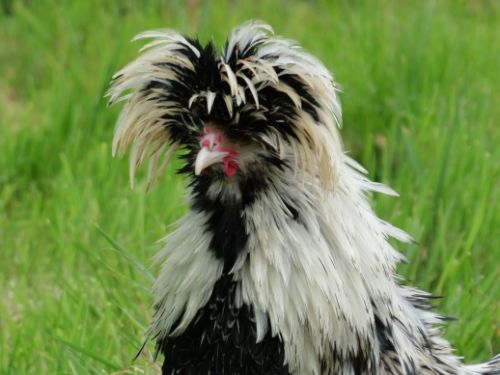 coq padoue argenté à liseré noir frisé