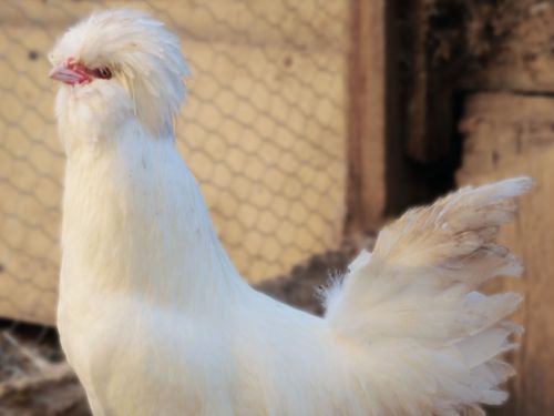 Coq padoue blanc lisse