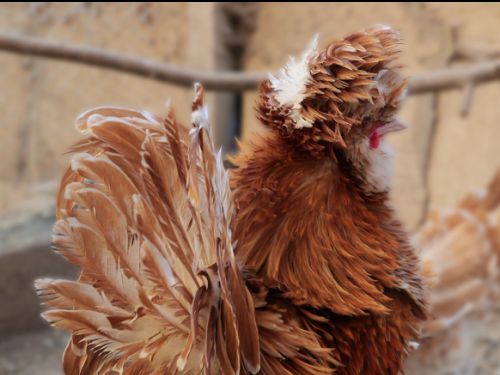 coq padoue chamois frisé