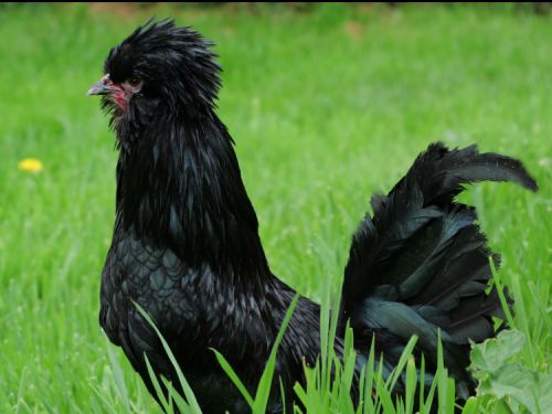 coq paodue noir lisse