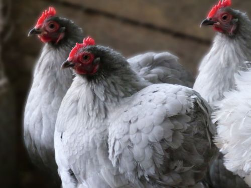 groupe de poules Pékin gris-perle