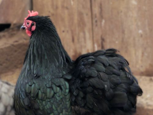 Poule Pékin noire