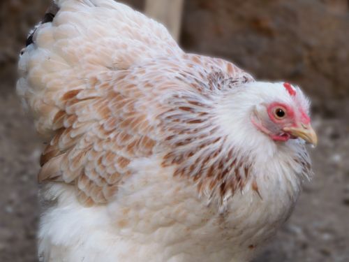 Poule Pékin froment-argenté