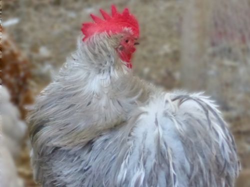 Coq Pékin gris-perle frisé