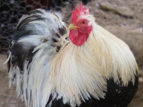 Coq Pékin froment-argenté