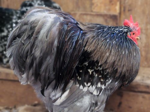 Coq Pékin caillouté-bleu