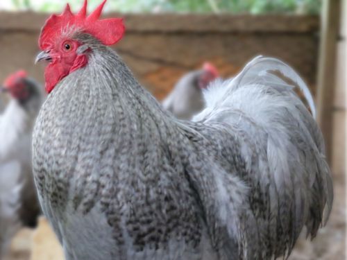 Coq Pékin coucou gris-perle