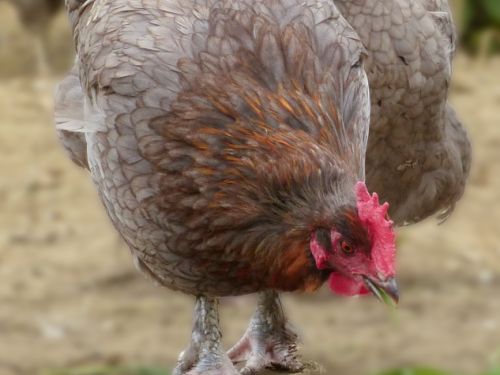 Poules marans bleu-cuivré