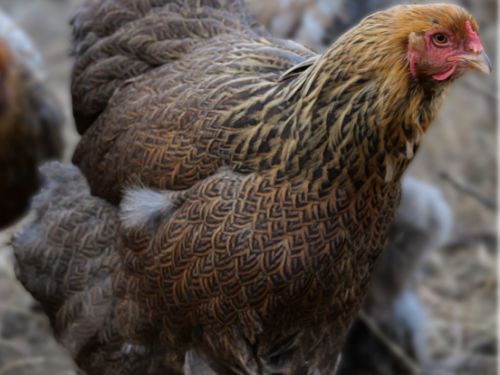 Poule Brahma perdrix maillé doré