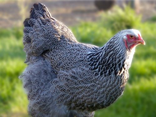 Poule Brahma perdrix maillée argentée noir
