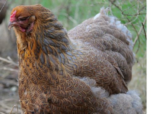 Poule Brahma perdrix maillé doré bleu