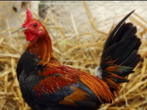 Coq Petit combattant anglais nain black-red