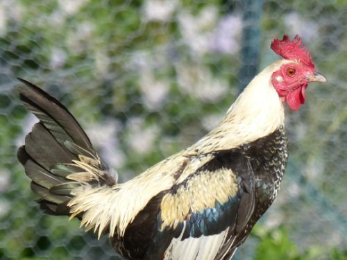 Coq Petit combattant anglais nain noir à camail argenté