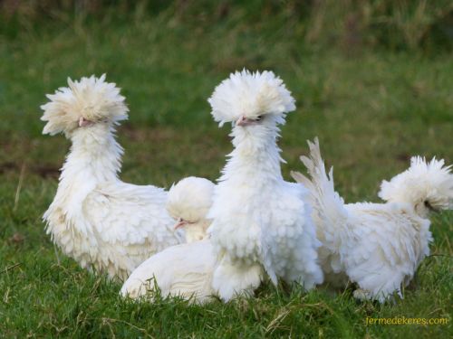 Groupe de poules padoues blanches frisées et lisse
