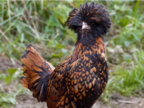 Poules padoue doré liseré noir