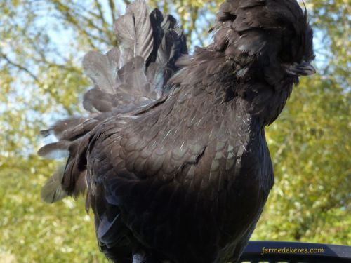 Poule padoue noire lisse