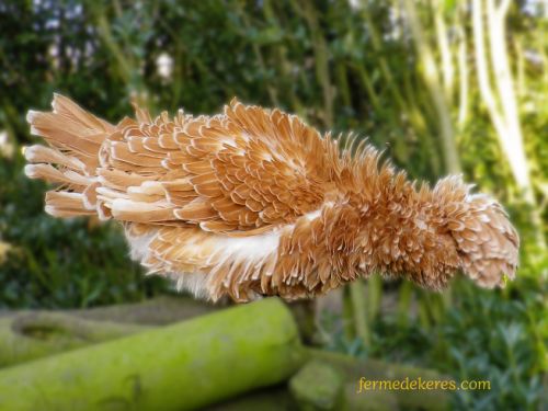 Poule padoue chamois frisée