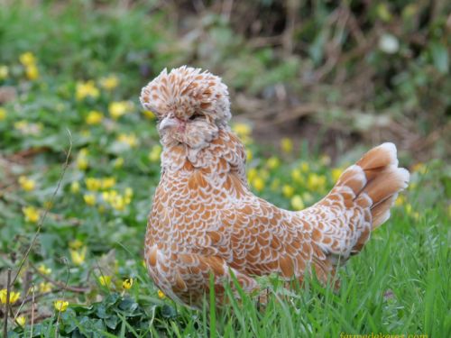 Poule padoue chamois lisse