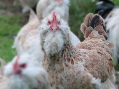 poule faverolles