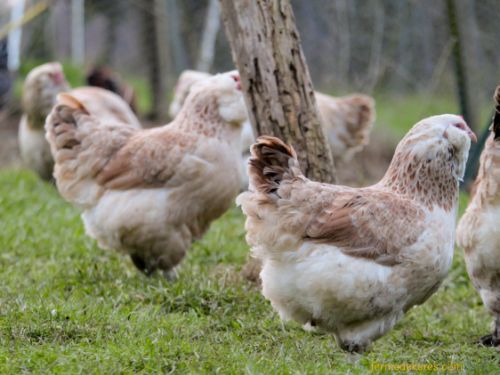 Poules Faverolles