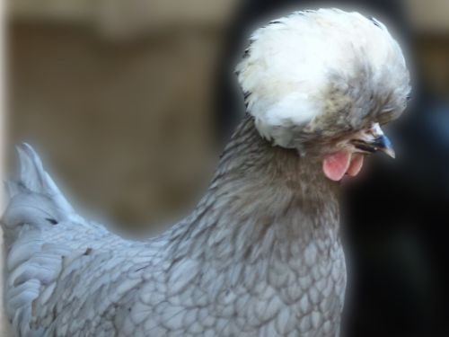 Poule Hollandaise grande race bleue à huppe blanche