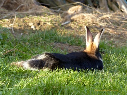 Lapin-chèvre