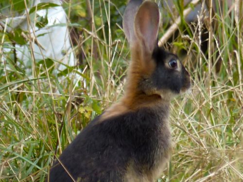 Lapin-chèvre