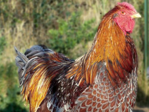 Coq Wyandotte GR doré liseré bleu