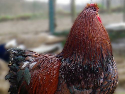 Coq Wyandotte GR doré liseré noir