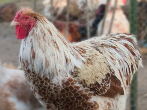 Coq Wyandotte GR doré liseré blanc