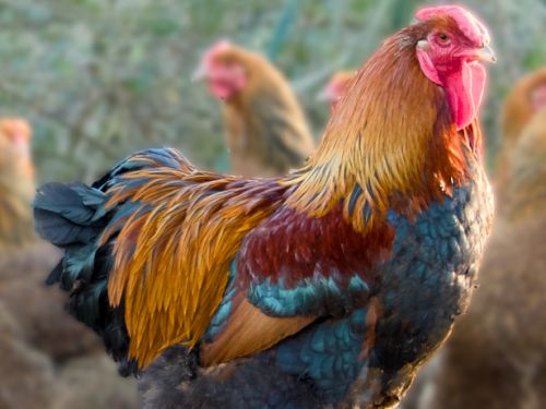 Coq Wyandotte GR perdrix maillé doré
