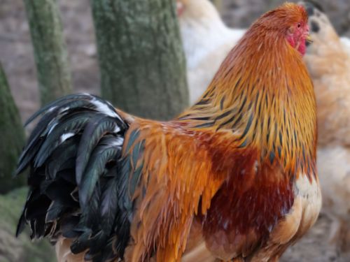 Coq Brahma herminé fauve noir