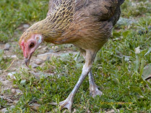 Poule Petit combattant anglais nain black-red