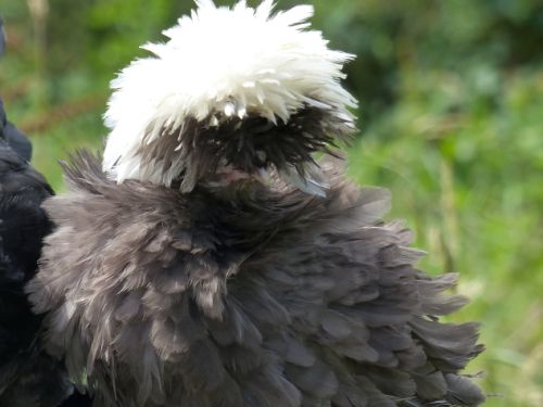 Jeune poule Hollandaise naine chocolat à huppe blanche frisée