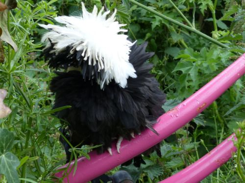 Jeune poule Hollandaise naine noire à huppe blanche frisée