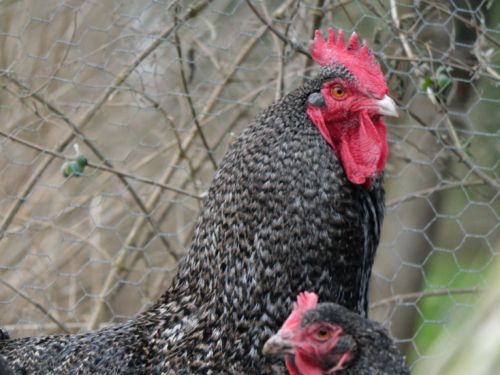 Tête de coq Coucou de Rennes