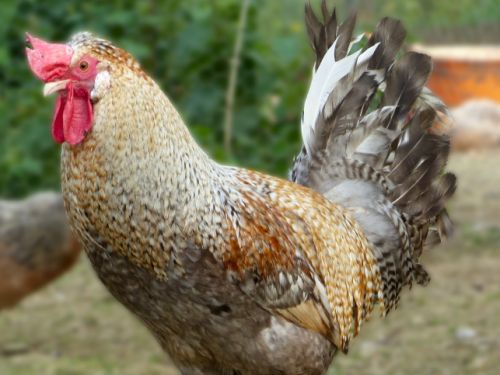Coq Cream legbar