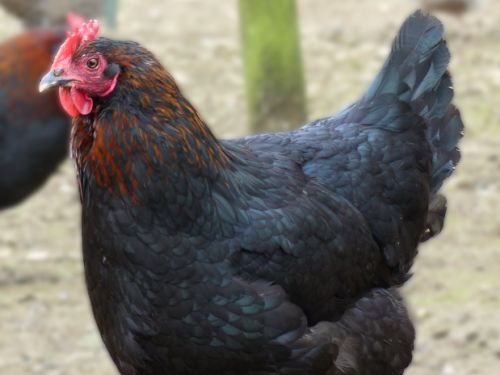 Poule Marans