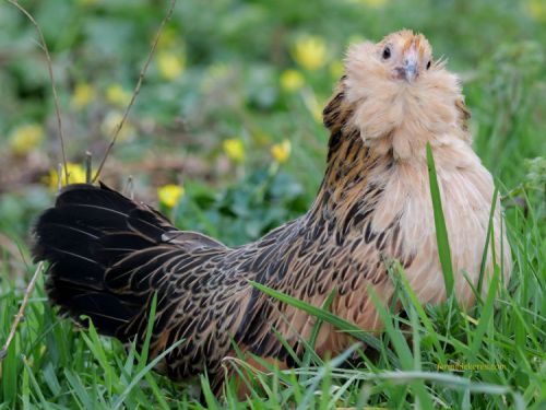 Poule Barbue d'anvers caille