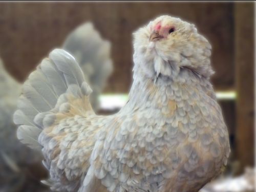 Poule Barbue d'anvers porcelaine