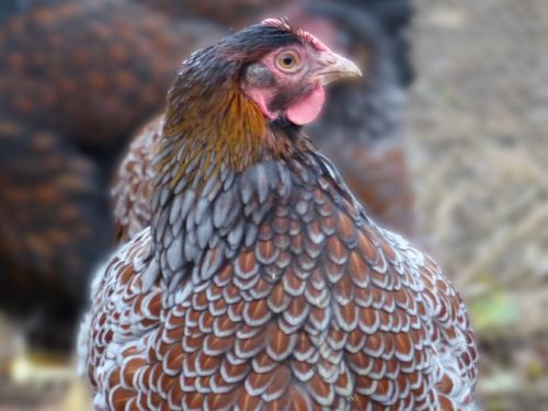 Poule Wyandotte GR doré liseré bleu